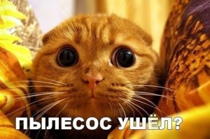 Смешные картинки с надписями