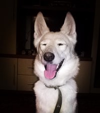 9 научно подтвержденных причин завести собаку