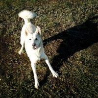 9 научно подтвержденных причин завести собаку