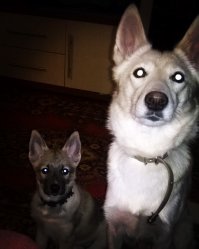 9 научно подтвержденных причин завести собаку