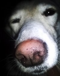 9 научно подтвержденных причин завести собаку