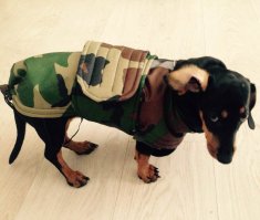 мдя... я вот своему щенку купил одежку, но по размеру мимо попал, так та своим взглядом меня опуесосила, что не знал чем задобрить... а тут даже фиг знает как к этому отнестись(((