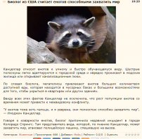 Невероятные кадры: обезумевший енот на полицейской машине!