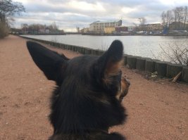 А ещё они умеют ждать как никто другой