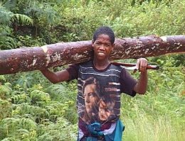 Омск: "черные лесорубы" вышли на тропу войны