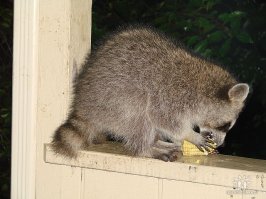 еноты на самом деле не такие безобидные создания, как могло бы показаться, они довольно агрессивны и являются переносчиком бешенства... у меня пара таких жила на крыше, иногда кормил их