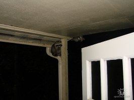 еноты на самом деле не такие безобидные создания, как могло бы показаться, они довольно агрессивны и являются переносчиком бешенства... у меня пара таких жила на крыше, иногда кормил их