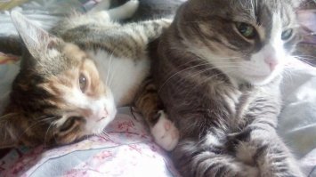 у нас тут тоже мир, и любовь.., а потом драка )