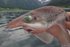 Темная сторона матери-природы