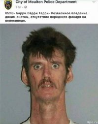 Невероятные кадры: обезумевший енот на полицейской машине!