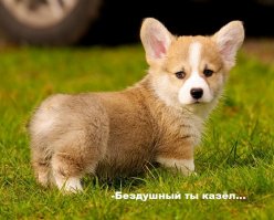 сердца у парня нет