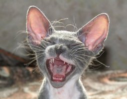 Смешные уродцы, на которых не налюбуешься!