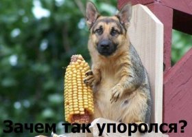 Уважаемый, это доллар, а не карта! 