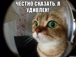 Кот активировал турборежим у донимавшего его пса