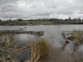 перехреначенные дренажные трубки и перепаханные дренажные каналы газпромовцами