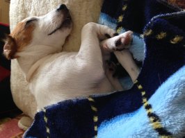 Моя моторчик такой что и минуты на месте не усидит, но когда спит....