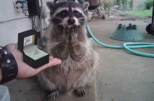 Невероятные кадры: обезумевший енот на полицейской машине!