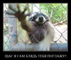 Невероятные кадры: обезумевший енот на полицейской машине!