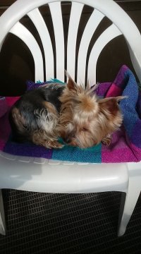 Наша Мишель очень любит сыр :)
1) z-z-z-z-z-zzzz....
2) - это волшебное слово "сыыыр"!