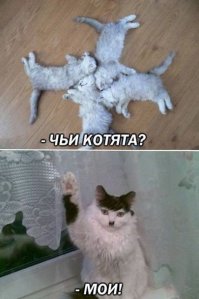 Свежие прикольные фотомемы
