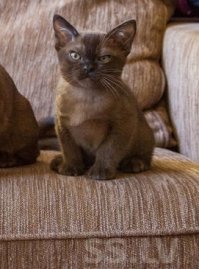 А ТЫ поставил лайк котятам???