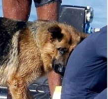 Если бы эта собака умела делать Facepalm, то обязательно бы его сделала: