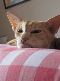 Стационарный Кот Тупит В Одиночестве...