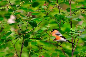 они живут в хвойных лесах, питаясь почками деревьев, ягодами, плодами, семенами. Ведут себя пернатые тихо и незаметно, прячась в кронах деревьев, поэтому обнаружить их весьма непросто.//