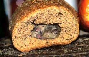 Воры уже знают об этих тайниках. А вы придумаете что-то новое?