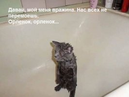 30 смешных кошачьих фотографий из интернета