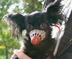 Волан Де Морд