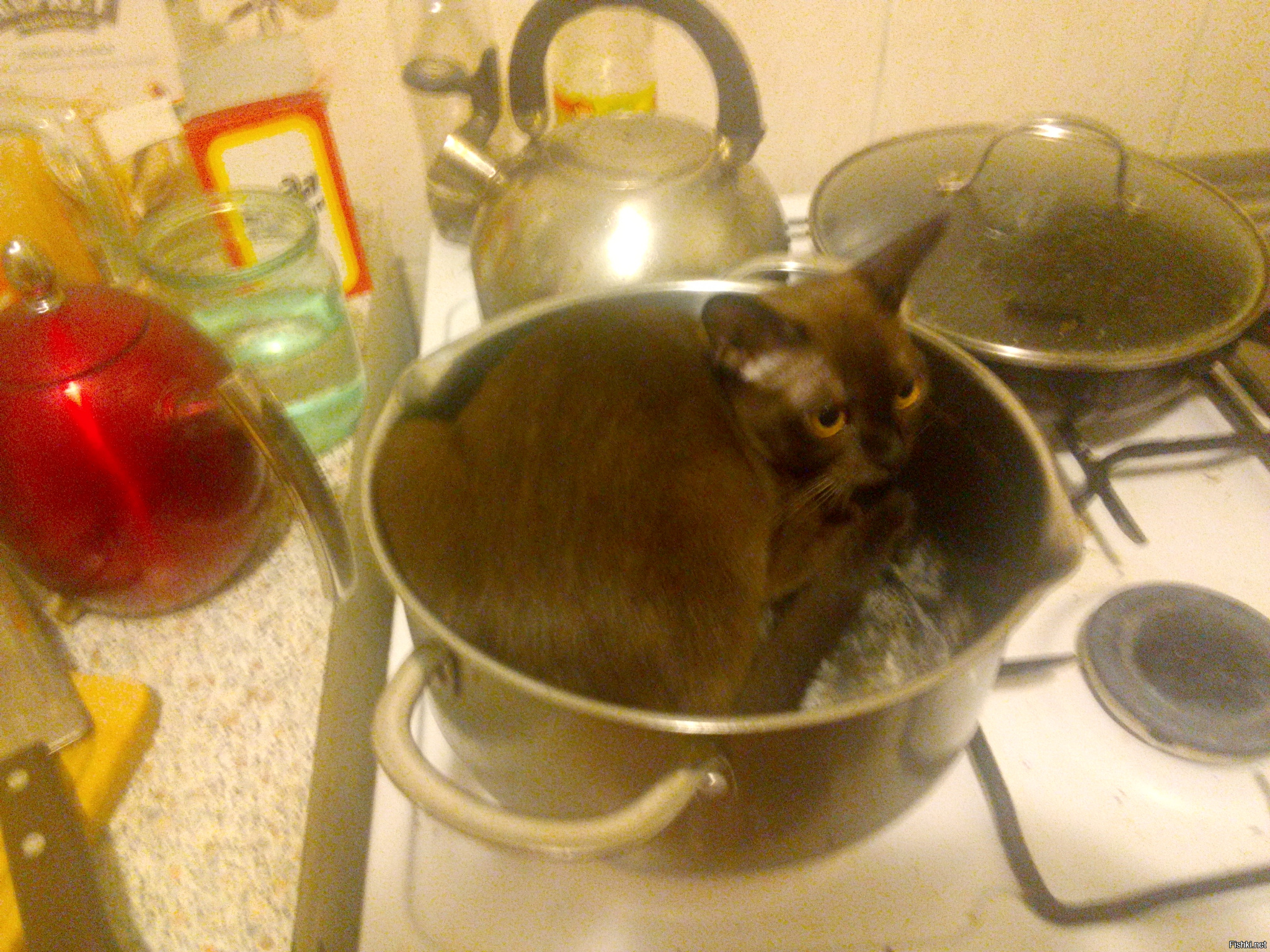 Мои мелкие  стервята