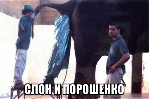 Россия- "Родина" слонов