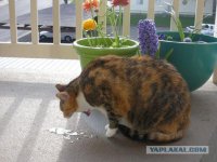 Накладные волосы в носу - новая шок-мода из инстаграма!