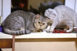 Справа - мой мелкий. Слева - его старший брат, послезавтра поедет в Германию, а пока у нас дома пасётся.:)