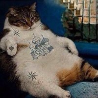 Смешные кошки, которые разучились сидеть по-кошачьи