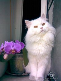 Это мой Кет