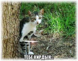 30 смешных кошачьих фотографий из интернета