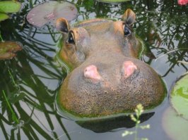 Рекурсия бегемот на бегемоте.