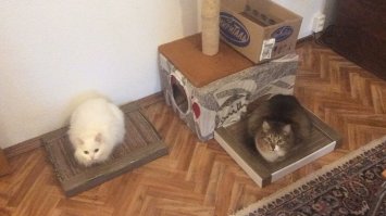 Ну и заморочился автор. Симпатично конечно. Такой принцип при изготовлении когтеточек - у нас кот и кошка - пришлось делать две, т.к. очень их любят подербанить и спать (кстати, в магазине видел за 450  , но решили что за картон дороговато и нарезали сами.