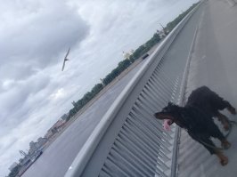 Живу в Питере, возле моста А. Невского. Несколько лет подряд, когда ещё хватало желания бегать по утрам, выбегал утром без пятнадцати четыре, по набережной до Охтинского - глядя, как он сводится, дальше на левый берег через мост, и по Синопской набережной до моста А. Невского, глядя, как сводится он. Завораживающее зрелище. Весь маршрут - около шести километров. Пробегал минут за сорок - пятьдесят.

Каждое утро. Потом старый стал, ленивый. 

А теперь мой пёс повадился просыпаться в это же время, и мы с ним (правда уже шагом, а не бегом) гуляем по набережной, наблюдая ту же картину.
Всё повторяется.