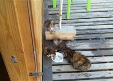 Подкармливаю на даче одну кошку. Как видит мою машину-сразу бежит к миске. А в эти выходные устроила мне вот такой сюрприз. Привела 5-х котят. Самые смелые попали в кадр.