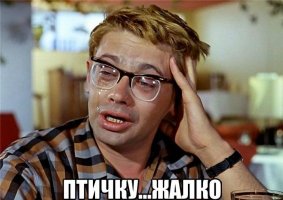 В Ростове раненый сокол пришел к людям за помощью