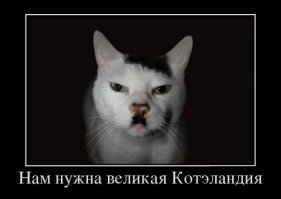 30 смешных кошачьих фотографий из интернета