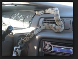 Вместе с тещей