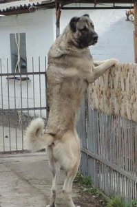 У меня две потрясные морды, Ягд Терьерша и Турецкий (Сцука рыжий Трампо монстр) Кангал...
Фото рыжего с нета! Но он такой  же.