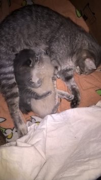 Счастливые мамаши 