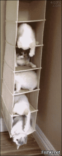 Как сделать дом для кота
