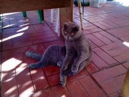 уморился на жаре