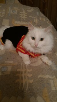 Мой разбойник)